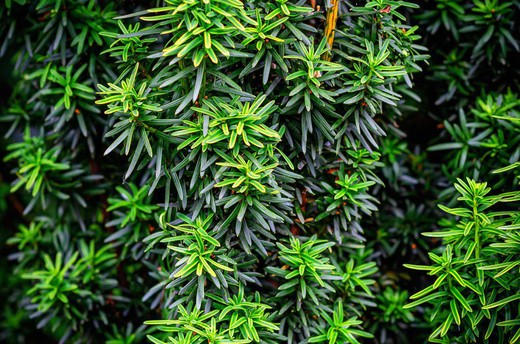 Taxus baccata "Fastigiata"