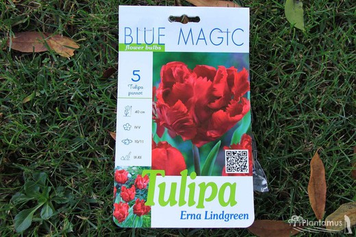 Tulipán rojo burdeos, Erna Lindgreen