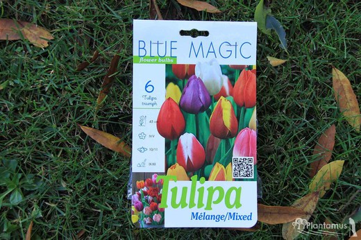 Tulipe Triumph mÃ©lange de couleurs