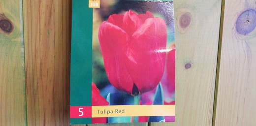 Tulipanes rojos