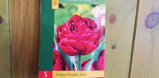 Tulipanes dobles rojos