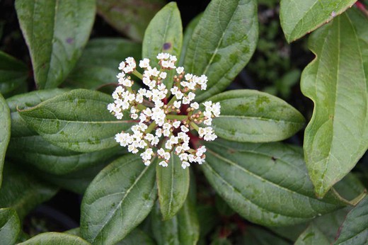 Viburnum davidii em vaso de 1L