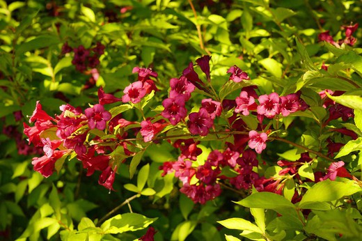 Weigela florida "Príncipe Vermelho"