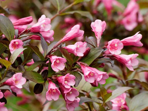 Weigela florida 'Victoria', veigela