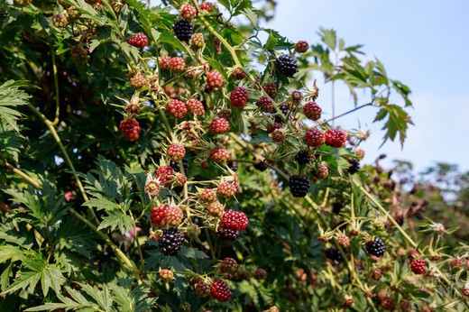 Zarzamora negra, Rubus fruticosus Dirksen