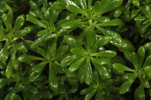 Abrilhantador de folhas