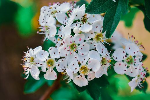 Acerolos, Crataegus azarolus