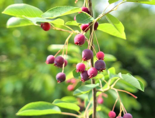 Amélanchier, guillomo