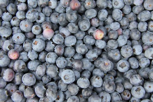 Arándanos, Vaccinium