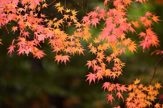 Érable japonais, Acer palmatum