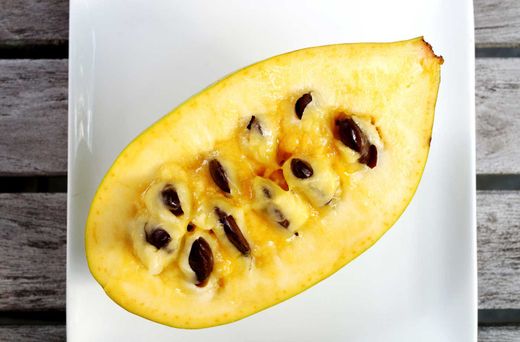 Asimina triloba - Pawpaw