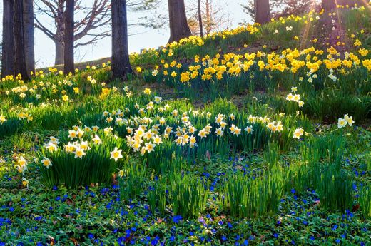 Bulbos de primavera