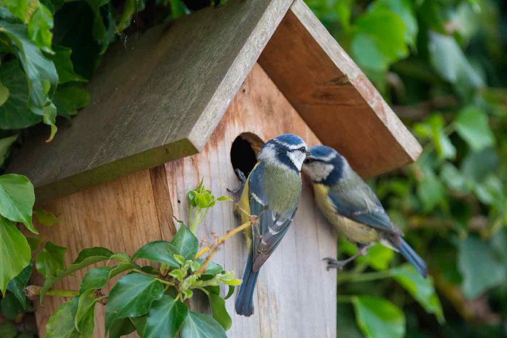 Eliminar alivio Corrupto Cajas nido para pájaros y otras aves. Crea un refugio natural — Plantamus  Vivero online