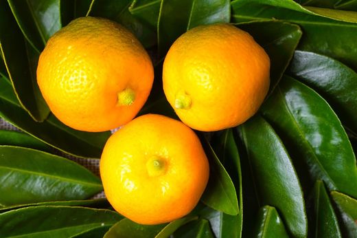 Calamondim, Citrus fortunella mitis