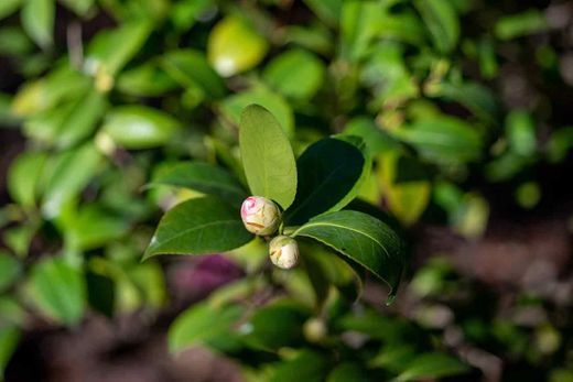 Camelia híbrida