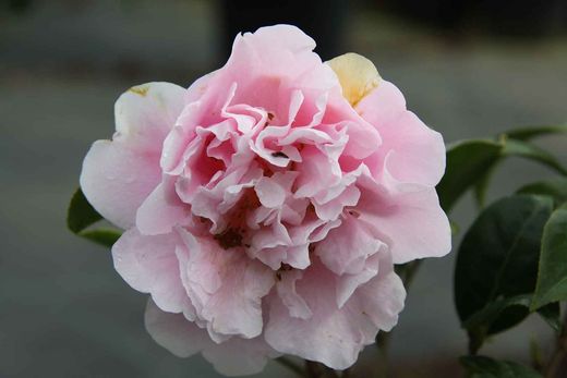 Camellia Williansii