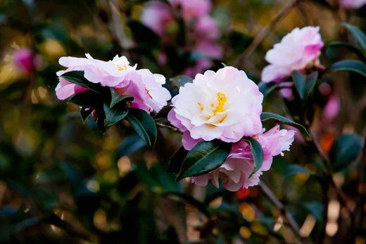 Camellia x vernalis