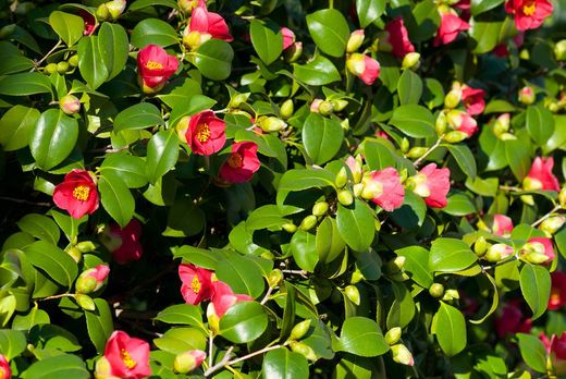 Camellia japonica. Camelia