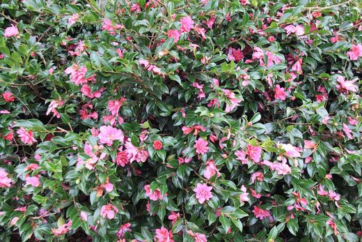 Camellia sasanqua, Camelia de Otoño