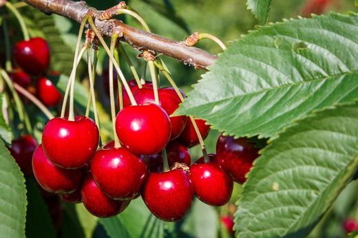 Cerezas, Prunus avium