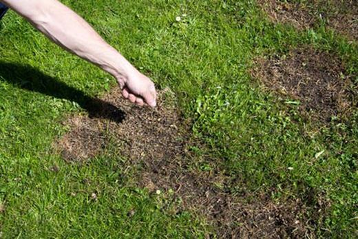 Le surensemencement de l'herbe