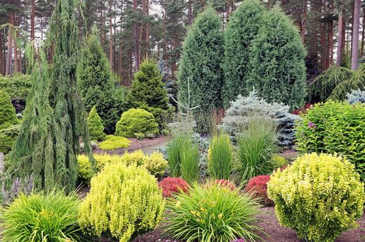 Coníferas para jardines.
