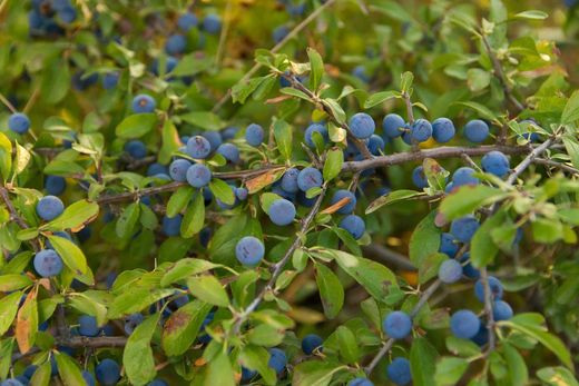 Prunellier, Prunus spinosa