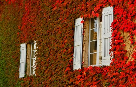Vignes vivaces ou caduques