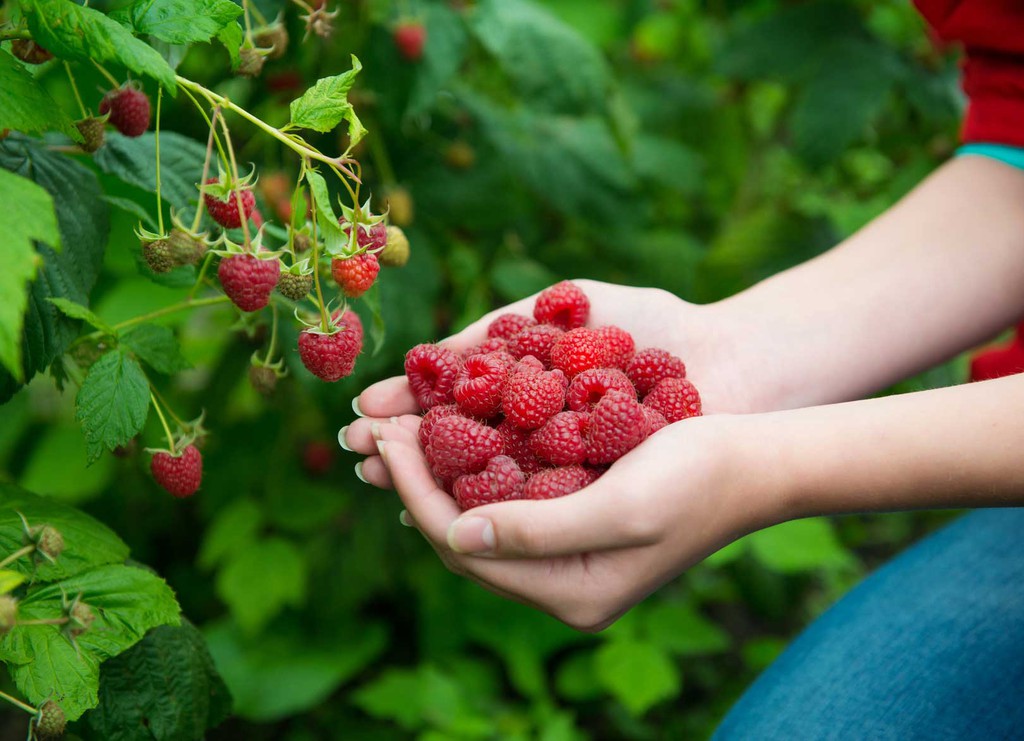 Framboises osmotiques Rubus idaeus Fruits secs de framboise osmotique sans  sucre ajouté -  France