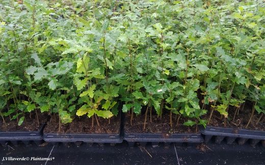 Plantas frondosas