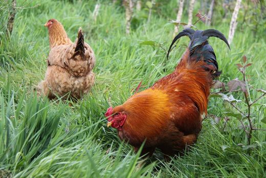 Gallinas de mos