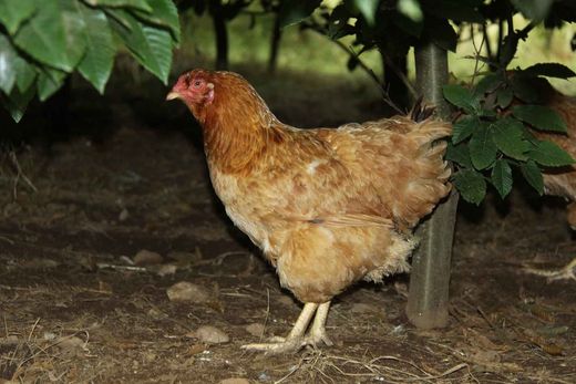 Gallinas y gallos de Mos