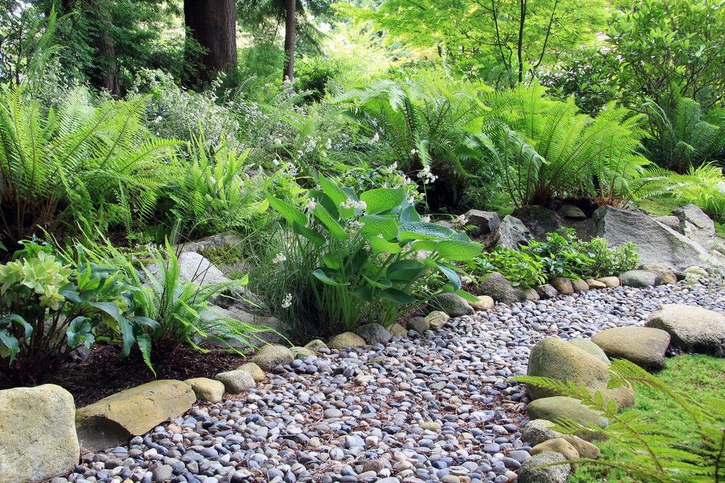 Plantes de fougres pour l'extrieur
