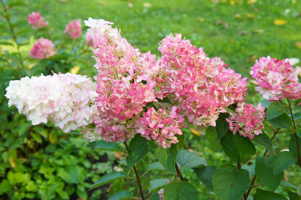 Hortensia: Hortensia paniculata à très grandes fleurs — Plantamus Pépinière  en ligne