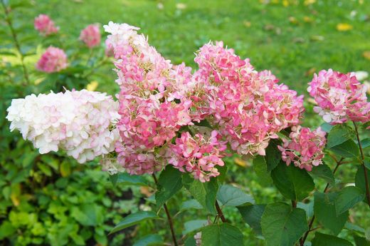 Hortensia paniculata, hortensia