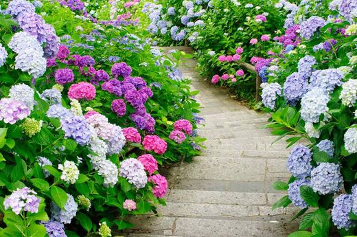 Hortensias, Hydrangea