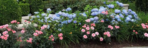 Hortensias et rosiers