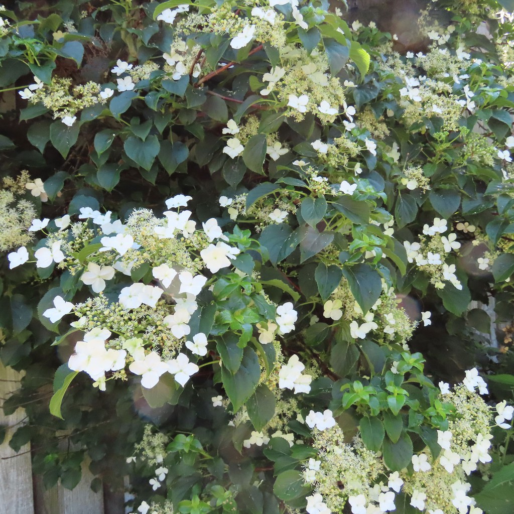 Hortensias trepadoras: Hydrangea Anomala — Plantamus Vivero online