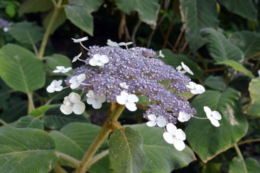 Hydrangea Aspera