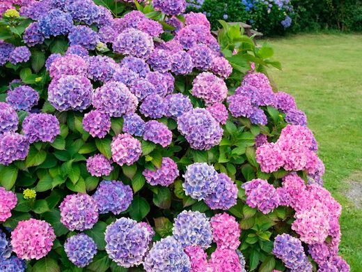 Hydrangea macrophylla, Hydrangea commun