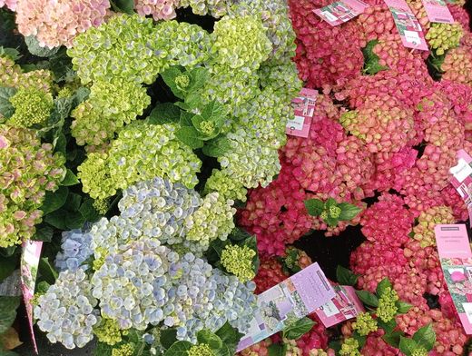 Hortensia Magical ® Four seasons ®