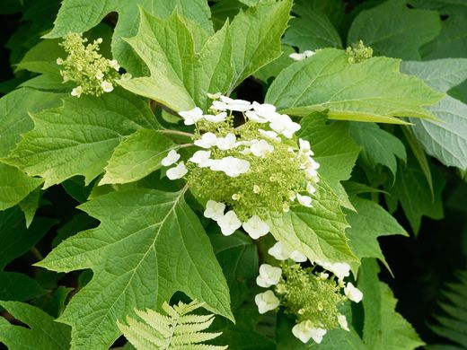 Hydrangea quercifolia