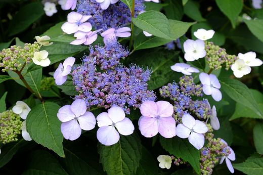 Hydrangea serrata
