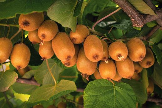 Kiwi et kiwiño