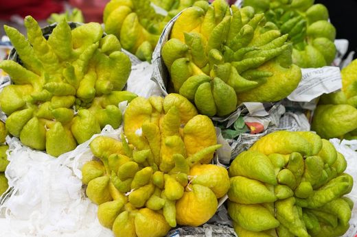 Mão de Buda (Citrus medica)