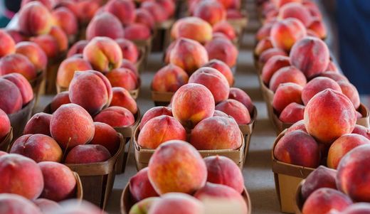 Pessegueiro, Prunus persica