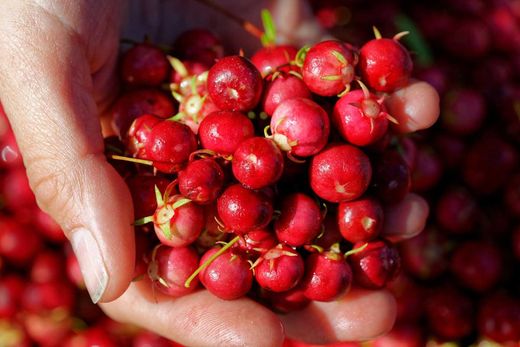 Murtilla, Ugni molinae