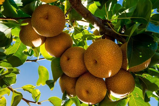 Nashi ou pêra asiática