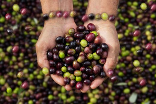 Oliveira, Olea europaea