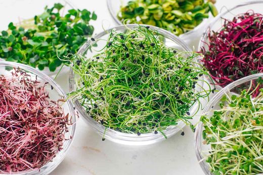 Para Germinados y Brotes